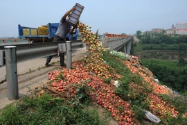 [Photo] Nông dân Trung Quốc đổ đào chín xuống đường vì ế
