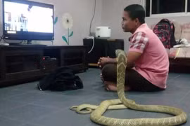 'Cặp vợ chồng' cùng nhau xem TV. (Nguồn: mirror.co.uk)