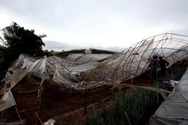 (Ảnh minh họa: Nguyễn Dũng/TTXVN)