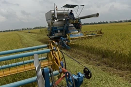 Nông dân Thái Lan thu hoạch lúa trên cánh đồng ở tỉnh Nakhon Pathom. (Nguồn: AFP/TTXVN)
