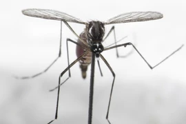 Ảnh minh họa. (Nguồn: NEA)