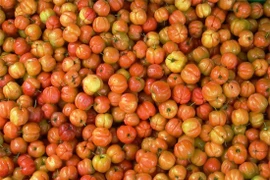 Tiền Giang xây dựng 300ha vùng trồng chuyên canh sơri