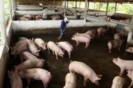 Hà Nam: Người dân sống chung với mùi hôi thối vì xác lợn chết