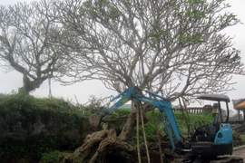 Các phương tiện tham gia di dời cây sứ ra khỏi vị trí điện Kiến Trung để phục vụ cho việc tôn tạo, trùng tu di tích. (Ảnh: Quốc Việt/TTXVN)