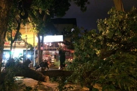 Mưa dông làm đổ cây trên đường phố Hà Nội. (Ảnh: Diệu Anh/TTXVN)