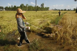 Thu hoạch lúa tại một cánh đồng ở làng Kob Sro, ngoại ô Phnom Penh. (Nguồn: AP/TTXVN)