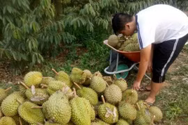 Thu hoạch sầu riêng. (Ảnh: Nguyễn Dũng/TTXVN) 