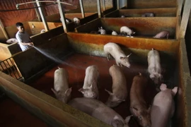 (Ảnh minh họa: Vũ Sinh/TTXVN)