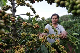 Giá càphê tăng nên nông dân phấn khởi, hy vọng một mùa thành công. (Ảnh: Trần Việt/TTXVN) 