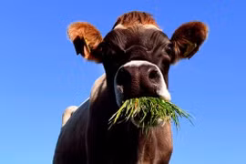 Khí methane sinh học từ vật nuôi - nguồn thải 30% lượng khí gây hiệu ứng nhà kính ở New Zealand - được 'miễn' khỏi mục tiêu tham vọng về CO2 trong dự thảo luật này. (Nguồn: AFP) 