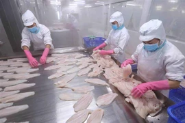 Cấp đông sản phẩm cá tra phi lê xuất khẩu. (Ảnh: Vũ Sinh/ TTXVN) 