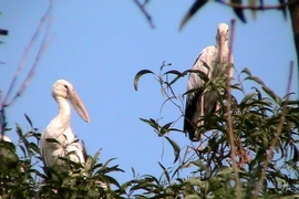 (Ảnh minh họa: Đinh Mạnh Tú/TTXVN)