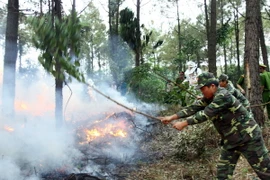 Nguy cơ cháy rừng rất cao ở huyện miền núi Phú Yên