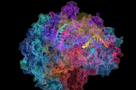 Ảnh minh họa. (Nguồn: cidrap.umn.edu)