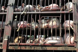 Xe tải chở lợn tại khu vực ngoại ô Bắc Kinh, Trung Quốc. (Nguồn: AFP/TTXVN)