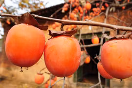 [Photo] Mê mẩn với những trái hồng chín mọng mỗi độ Thu về