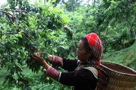 Giá mận giảm mạnh khiến người nông dân gặp khó