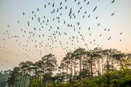 Cò Nhạn bay thành từng đàn lớn với số lượng hàng nghìn cá thể. (Ảnh: Xuân Tư/TTXVN)