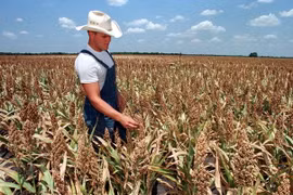 Một cánh đồng lúa miến ở bang Texas, Mỹ. (Nguồn: AFP/TTXVN) 