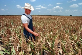 Một cánh đồng lúa miến ở bang Texas, Mỹ. (Nguồn: AFP/TTXVN) 
