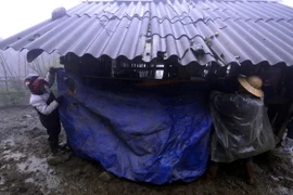 Chống rét cho gia súc. (Ảnh: Thế Duyệt/TTXVN)