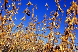 Chiến tranh thương mại có thể khiến Mỹ mất vĩnh viễn 3,6 triệu ha đậu nành. (Nguồn: Reuters/TTXVN) 
