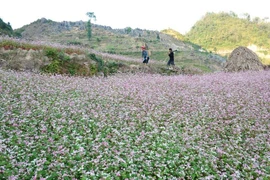 Mùa hoa tam giác mạch trên cao nguyên đá Đồng Văn. (Ảnh: Thanh Hà/TTXVN) 