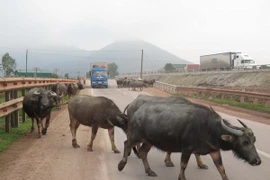 Trâu chết hàng loạt không rõ nguyên nhân ở tỉnh Cao Bằng