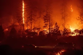 Nhân viên cứu hỏa nỗ lực khống chế các đám cháy rừng tại trung tâm Rừng quốc gia Shasta-Trinity, California ngày 6/9. (Nguồn: AFP/TTXVN)
