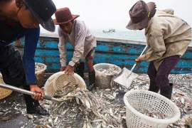 Ngư dân Thái Lan. (Nguồn: dw.com) 