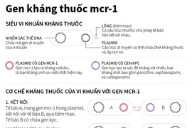 [Infographics] "Siêu vi khuẩn" MCR-1 kháng mọi loại kháng sinh