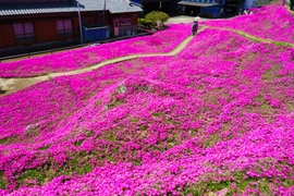 Cụ ông trồng cả cánh đồng hoa để dành tặng người vợ mù