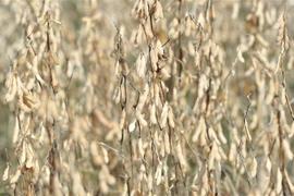 Một cánh đồng đậu tương ở gần Midland, bang Virginia, Mỹ. (Nguồn: AFP/TTXVN) 