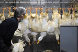 Ảnh minh họa. (Nguồn: AFP/Getty Images)