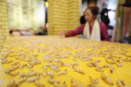 Trưng bày giới thiệu một số công đoạn làm tơ của nghệ nhân. (Ảnh: Thanh Tùng/TTXVN) 