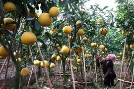 Giới thiệu tiềm năng xuất khẩu nông, lâm, thủy sản sang Trung Quốc