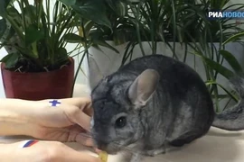 Sóc dự đoán đội Nga thắng trận hockey với Phần Lan 