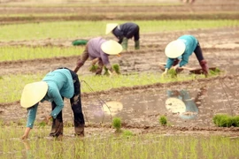 Gieo cấy lúa. (Ảnh: Huy Hùng/TTXVN)