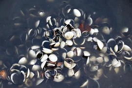 TP Hồ Chí Minh: Nghêu chết hàng loạt tại huyện Cần Giờ