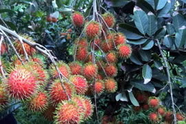Sau xoài và thanh long, chôm chôm Việt được xuất khẩu sang New Zealand