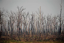 Cây cối bị thiêu rụi sau vụ cháy tại rừng mưa Amazon ở bang Rondonia, Brazil ngày 24/8/2019. (Nguồn: AFP/TTXVN) 