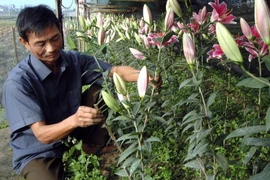 (Ảnh minh họa: Lan Xuân/TTXVN)