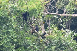 Voọc gáy trắng tại Khu thả linh trưởng bán hoang dã núi đôi, Vườn Quốc gia Phong Nha-Kẻ Bàng. (Ảnh: Mạnh Thành/TXVN)
