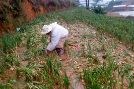 Mưa đá kèm theo lốc xoáy khiến người dân Đà Lạt mất 10 tỷ đồng