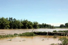 (Ảnh minh họa: Sỹ Thắng/TTXVN)