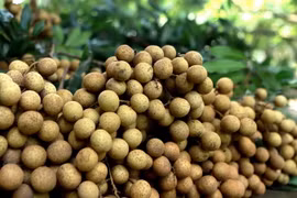 Nhãn lồng là một đặc sản của tỉnh Hưng Yên với đặc điểm quả nhãn to tròn, vỏ có màu vàng nhạt, cùi dày, ráo nước, hương vị ngọt thơm, giòn. (Ảnh: Hoàng Hùng/TTXVN)