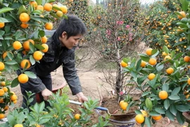 Nỗi lo mất mùa của người trồng đào quất Hà Nội