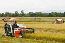 Lúa Hè Thu đầu vụ được giá, thương lái tranh nhau đặt hàng