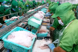 Chế biến cá tra xuất khẩu. (Ảnh: Vũ Sinh/TTXVN) 