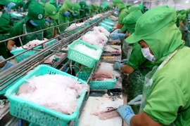 Chế biến cá tra xuất khẩu. (Ảnh: Vũ Sinh/TTXVN) 